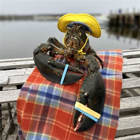 Lucy the Lobster from Barrington, Nova Scotia — GROUNDHOG DAY