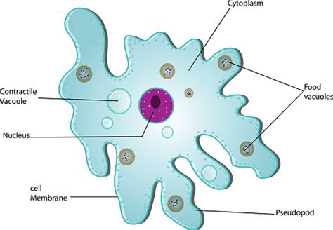 Amoeba Anatomy Stock Illustration - Download Image Now - iStock