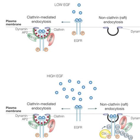 The ubiquitin pathway. A) Schematic representation of the... | Download Scientific Diagram