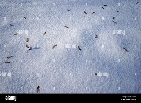 Snowy ground in winter background texture Stock Photo - Alamy