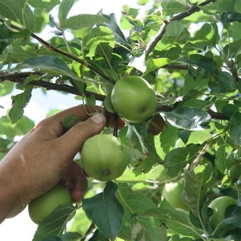 Granny Smith Apple Tree - PlantingTree