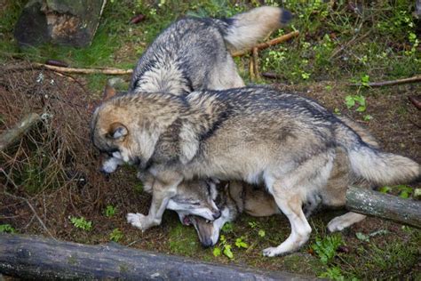 Hierarchy in Pack of Wolves Stock Photo - Image of animals, grey: 176927140