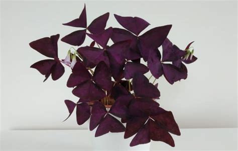 Oxalis Triangularis Care - How To Grow Purple Shamrock - Smart Garden Guide
