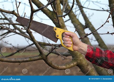 Agriculture, Pruning in Orchard Stock Image - Image of nature, handsaw: 141310411