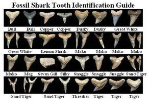 Shark Teeth Identification | sharktooth | Shark teeth, Shark, Teeth