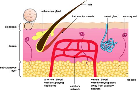 Homeostasis - Upper sec Science