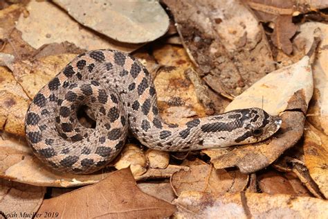 Southern Hog-nosed Snake – Florida Snake ID Guide