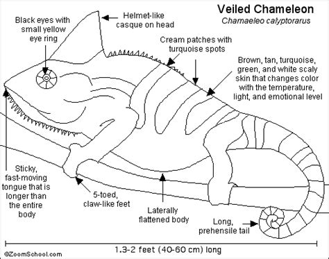 Chameleon: External Pictue of Veiled Chameleon