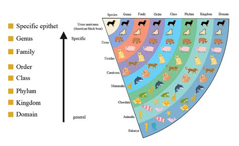 Human Taxonomy Classification Chart