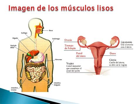 Músculos lisos: definición, función, tipos, características y más