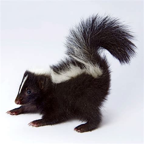 Baby skunks, Skunk, North american animals