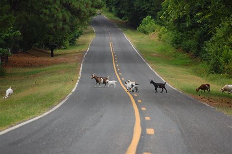 Road hazards | Goats crossing the road oblivious to the very… | Flickr