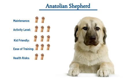 Anatolian Shepherd… Everything You Need to Know at a Glance!