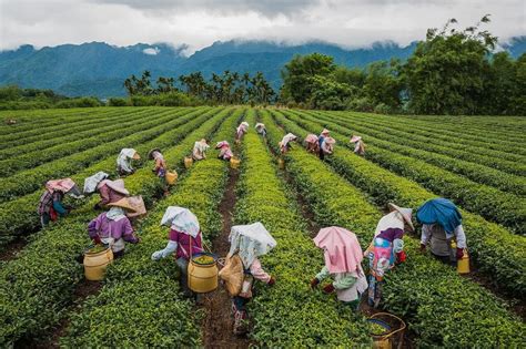 It's tea time in Taiwan, where the world's best Oolong tea is grown ...