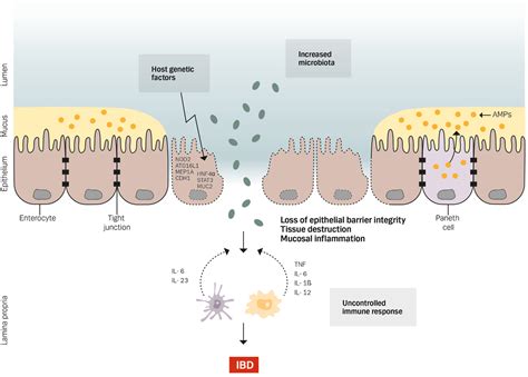 Frontiers | Intestinal Epithelium in Inflammatory Bowel Disease | Medicine