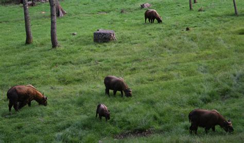 The Takin Preserve - Bhutan Soul Tour & Travel