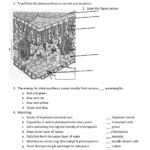 Leaf Anatomy Worksheet Answer Key | Anatomy Worksheets