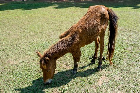 Morbillivirus Pneumonia in Horses - Symptoms, Causes, Diagnosis ...