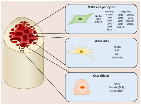 IJMS | Free Full-Text | Mesenchymal Stromal Cells: Emerging Roles in Bone Metastasis | HTML