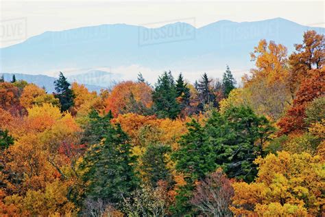 Fall colors in the southern Appalachian Mountains near Grandfather ...