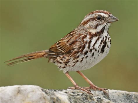 a small bird sitting on top of a rock