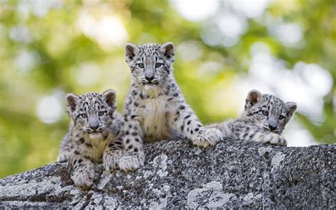 Snow Leopard Cubs Wild Animals Wallpapers - Wallpaper Cave