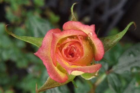 15 Types Of Miniature Roses By Color - SONG OF ROSES