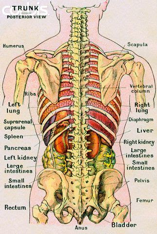 Human Anatomy Diagram Back View Organs / Milestone Reached in Work to ...