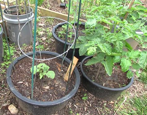 How to Grow Tomatoes in Container of Your Kitchen Garden?