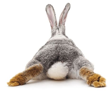 21,724 Bunny Rabbit Tail Royalty-Free Images, Stock Photos & Pictures | Shutterstock