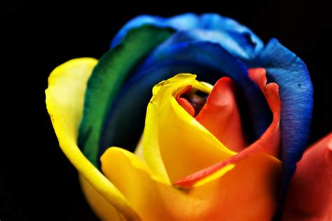 Rainbow rose - Wikipedia