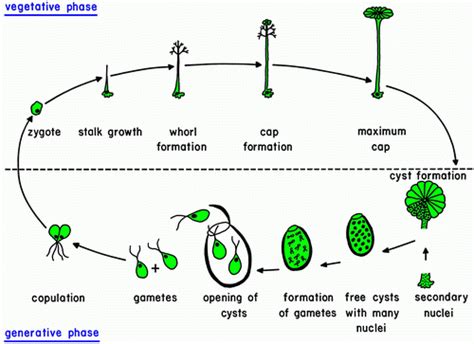 10.3: Algae Growth and Reaction Conditions - Engineering LibreTexts