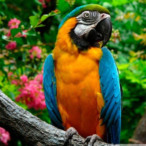 Parrots Wallpapers - Wallpaper Cave