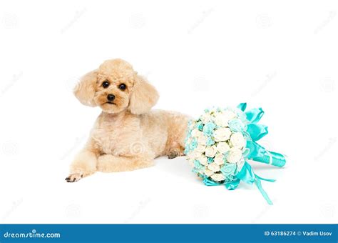 Wedding is a Dog with Bouquet of the Bride Stock Photo - Image of winks, apricot: 63186274