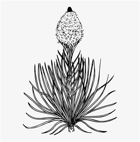 The Oregon Trail Coloring Book Colouring Pages Drawing - Bear Grass Line Drawing Transparent PNG ...