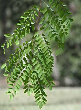 Black Locust - Institute of Food and Agricultural Sciences - University ...