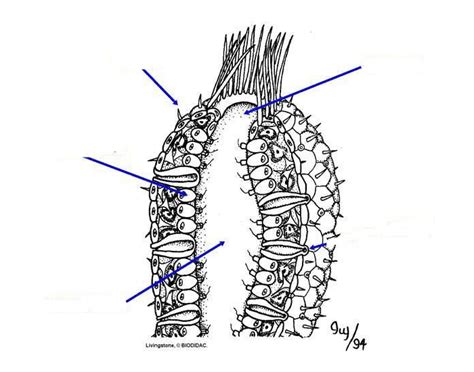 Sponge Anatomy Quiz