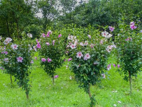 Pruning Rose of Sharon- How to trim Rose of Sharon - EnviEarth