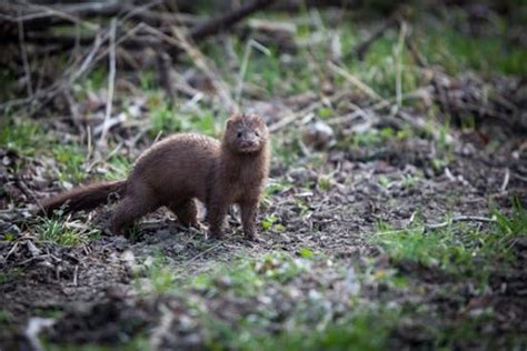 Marten, Mink, and Fisher: The Look-a-like Mesopredators in our Backyards!