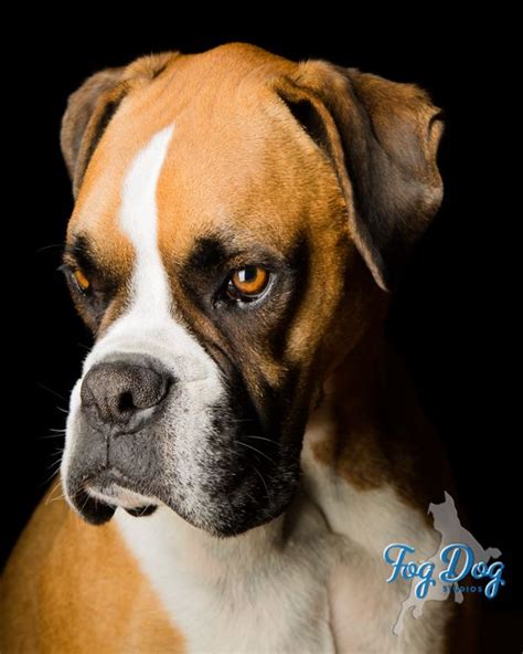 Fog Dog Studios | dog photographer Fog Dog Studios specializes in fine ...