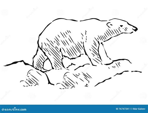 Polar Bear Hand Drawn Illustration. Walking Polar Bear, Side View Stock ...