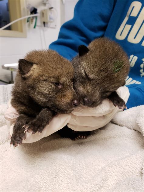 coyote pups.jpg | Cornell Wildlife Health Lab