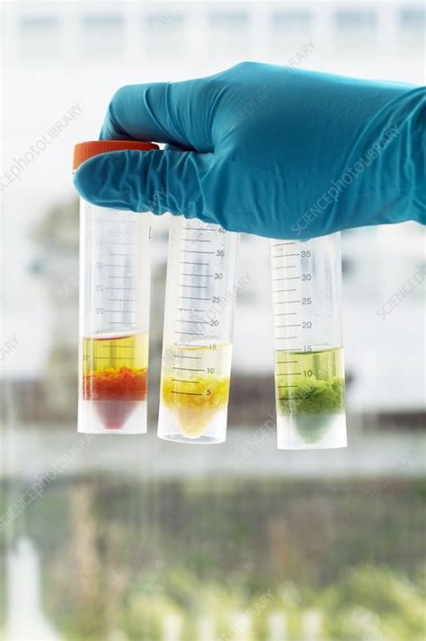 Pesticide residue analysis - Stock Image - E840/0439 - Science Photo Library