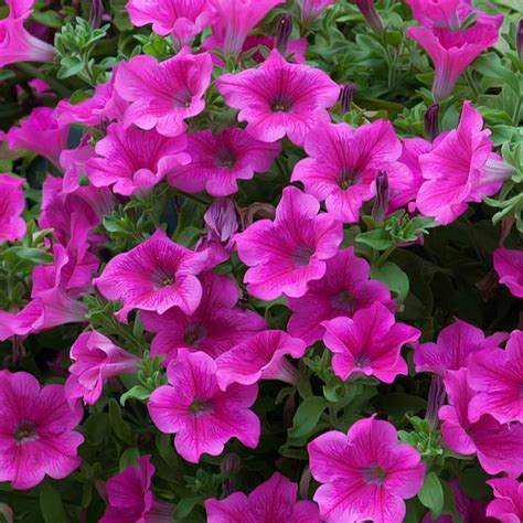 Petunia - Supercascade Series Flower Garden Seed - 1000 Pelleted Seeds - Pink Blooms - Annual ...