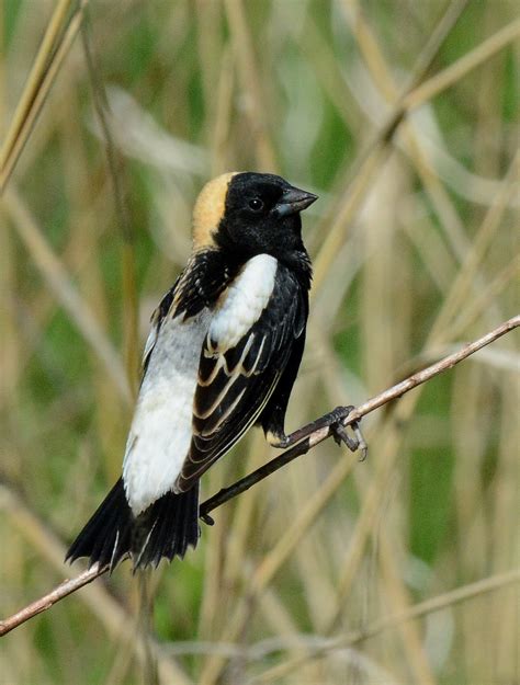 Bobolink — Madison Audubon