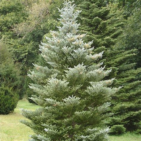 Abies Koreana Siberlocke Korean Fir Tree 'Silver | Etsy