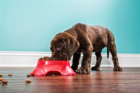 How To Maintain a Healthy Weight for Your Dog | BEEVET Animal Hospital