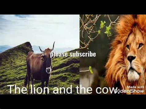 The lion and the cow | Moral story | Rapunzel fairy tales - YouTube