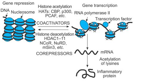 Histone acetylation and deacetylation: importance in inflammatory lung ...