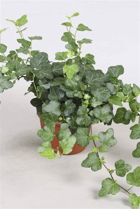 Hedera Helix - Air Purifying - Indoor Plants | Plantshop.me